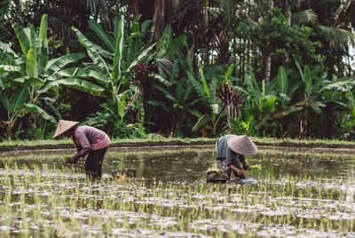 Full length of women working on rice field 