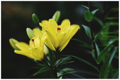 Close-up of yellow flower blooming outdoors