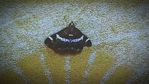 Close-up of turtle in water