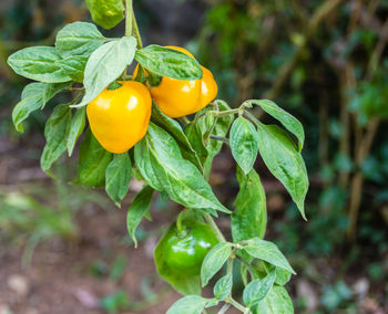 Close-up of yellow bell peppers growing on plant