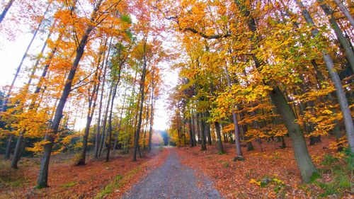 Trees in forest during autumn