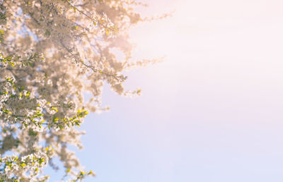 Low angle view of cherry blossom against clear sky