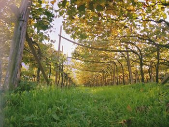 Trees growing in field