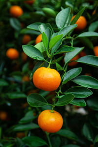 Orange fruit growing on tree