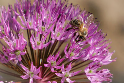 Close-up of bee pollinating on purple flower