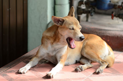 Dog yawning while lying by door