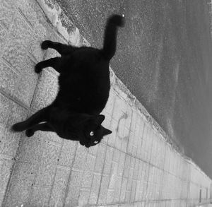 High angle view of dog on shadow