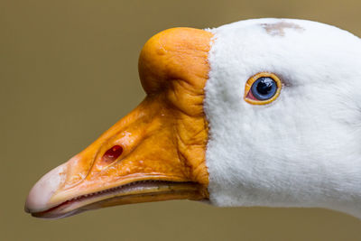 Close-up of a bird