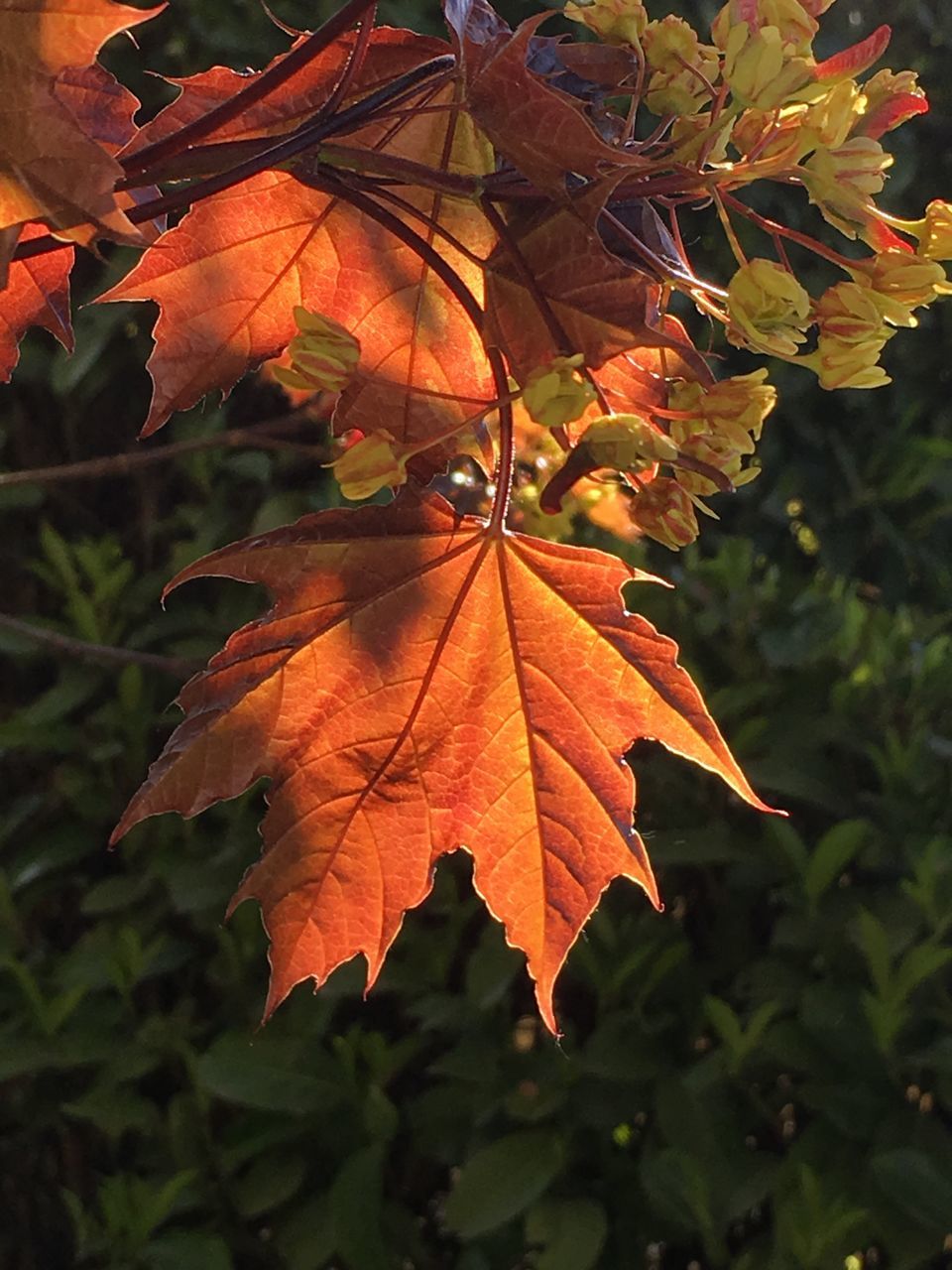 leaf, leaf vein, autumn, change, leaves, season, close-up, tree, nature, growth, focus on foreground, natural pattern, branch, orange color, low angle view, maple leaf, beauty in nature, day, outdoors, no people