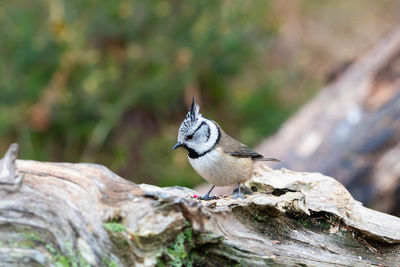 Close-up of bird perching on tree trunk