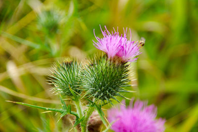 Close-up of thistle blooming outdoors