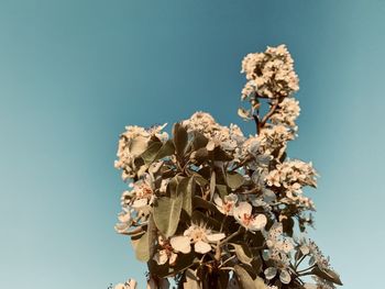 Low angle view of flowering plant against clear blue sky