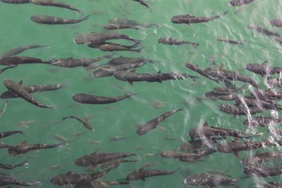 High angle view of fish swimming in sea