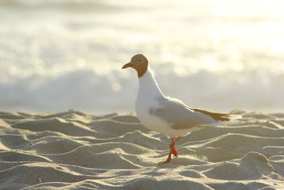Close-up of seagull perching on sand at beach