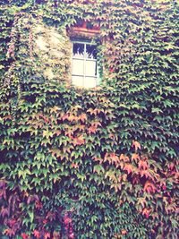 Plant growing on a wall