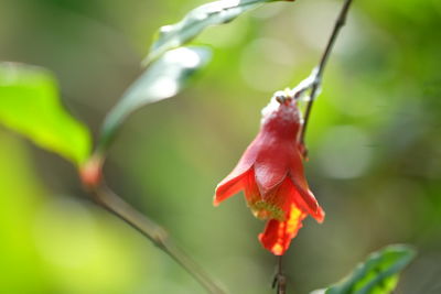 Close-up of red flower