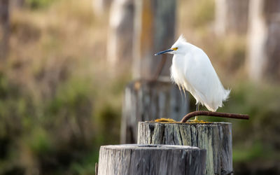Bird perching on wooden post