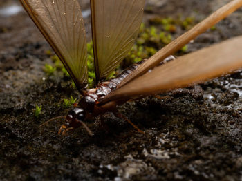 Close-up of lizard on land