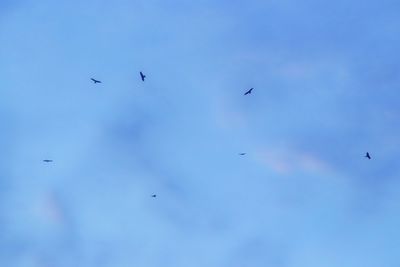 Low angle view of birds flying in sky