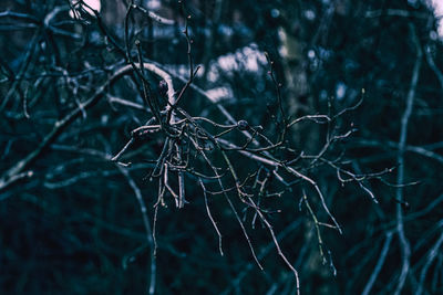 Close-up of bare tree in forest