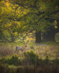 Deer in forest