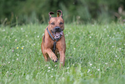 Portrait of dog running on grass