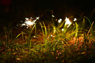 Close-up of grass growing in field at night