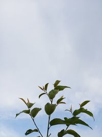 Low angle view of plant against sky