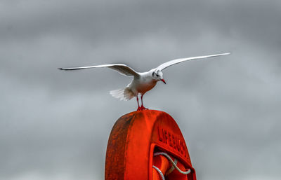 Seagull with spread wings on orange bollard against sky
