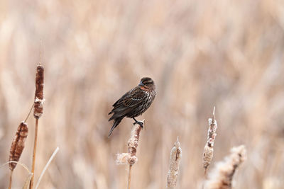 A female redwinged blackbird sits on cattail reeds