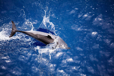 High angle view of a dolphin diving into sea
