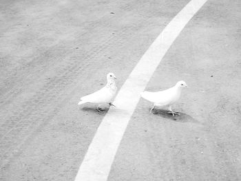 High angle view of bird perching on ground