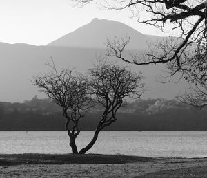 Bare tree by lake against sky