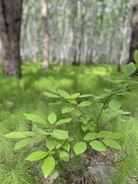 Close-up of fresh green plant in forest