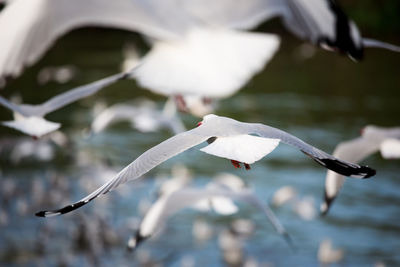 Close-up of white swan flying over lake