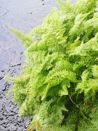 High angle view of plants growing in water