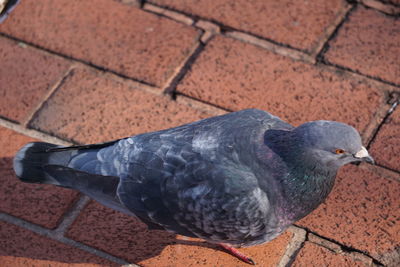 High angle view of bird