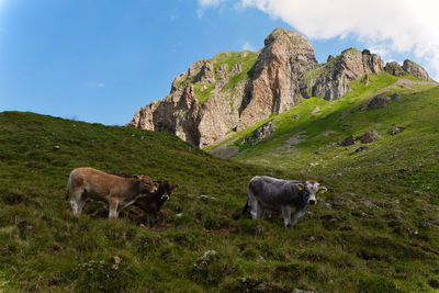 Cows on field against mountain range