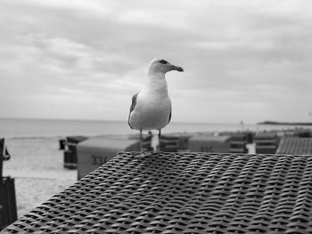 Seagull perching on a sea against sky