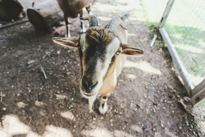 Close-up of goat