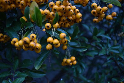 Close-up of fruits on tree