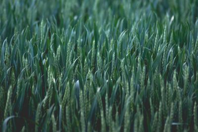 Full frame shot of fresh green field