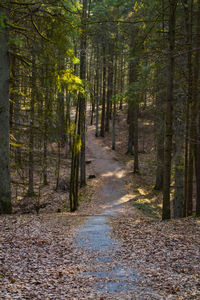 Road amidst trees in forest