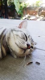 Close-up of cat sleeping