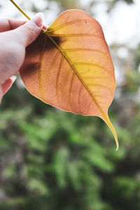 Close-up of hand holding autumn leaves