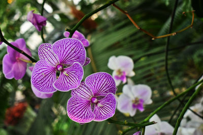 Close-up of pink flowering plant