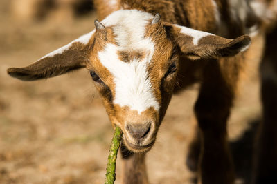 Close-up portrait of goat eating