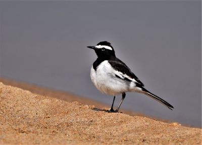 White browed wagtail