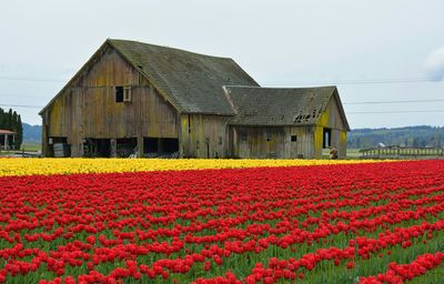 Red flowers blooming in park