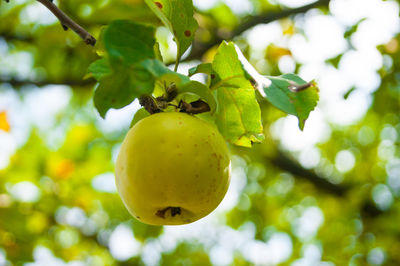Close-up of fruit growing on tree